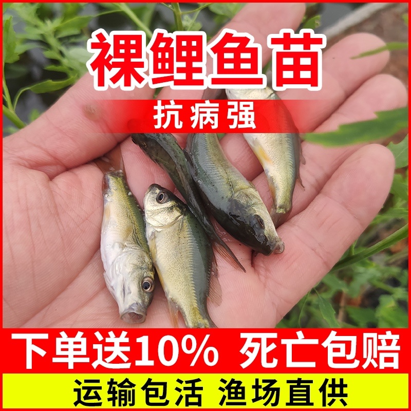 【实力】裸斑鱼苗，重庆潼南裸斑鱼苗，成活率高，质优价廉