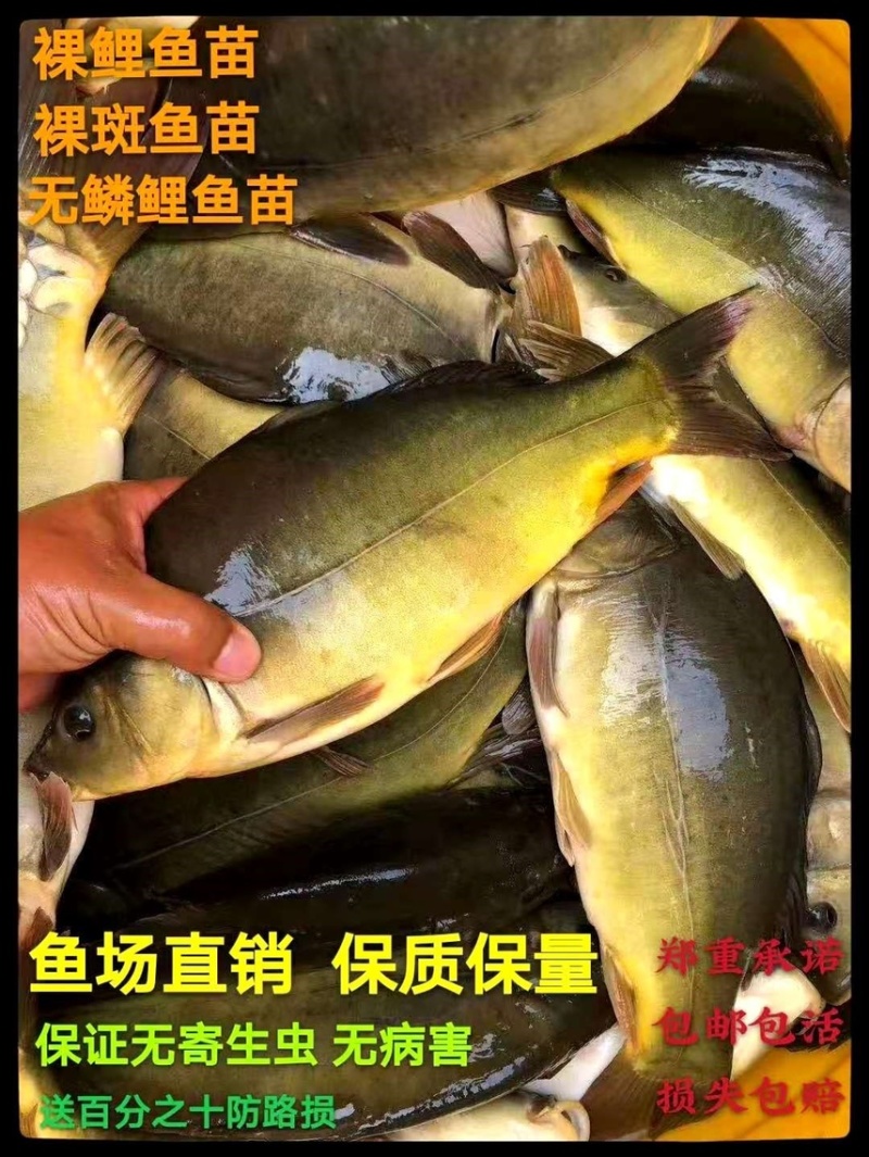 【实力】裸斑鱼苗，重庆潼南裸斑鱼苗，成活率高，质优价廉
