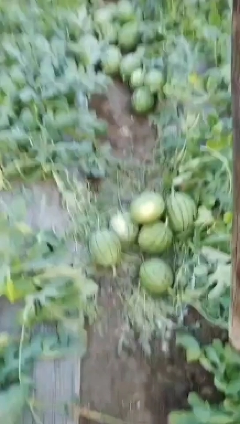早春红玉，拿比特，**甜