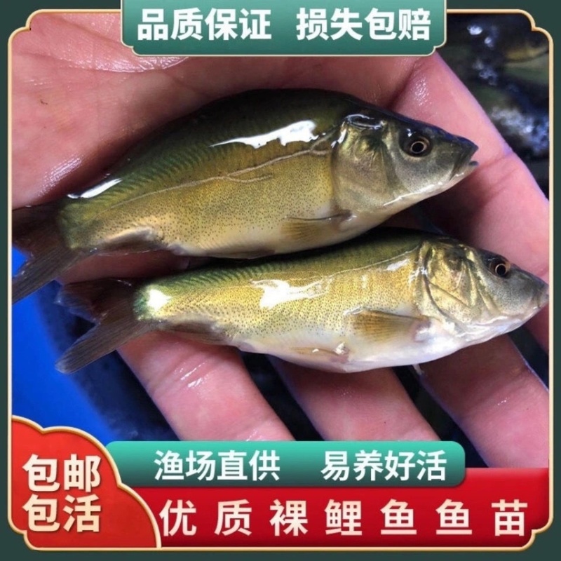 【实力】裸斑鱼苗，重庆潼南裸斑鱼苗，成活率高，质优价廉