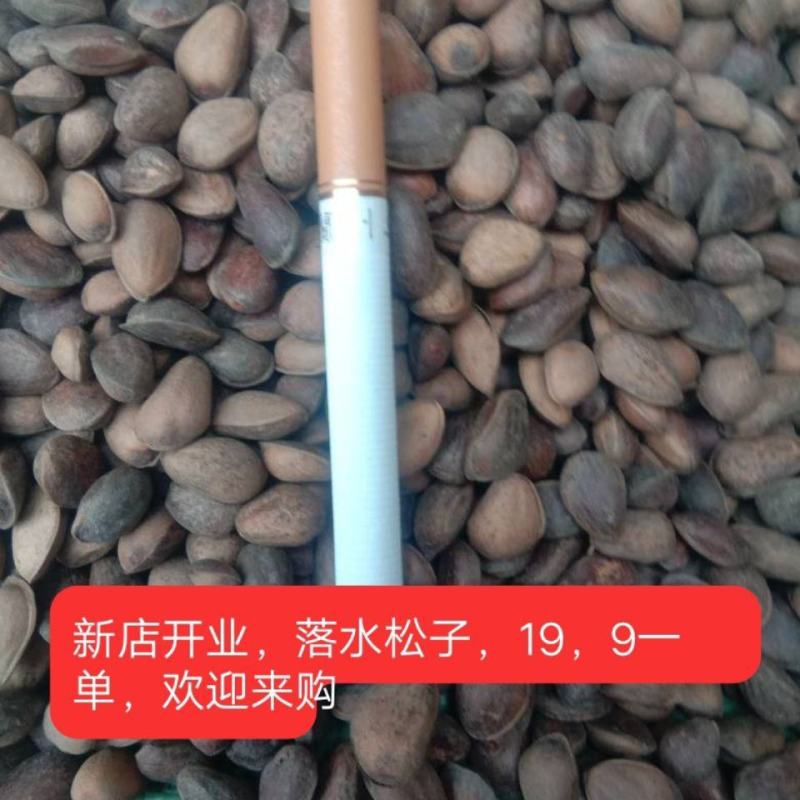 陇南华山,落水松子,无空壳,一斤装生松子,孕妇休闲零食旅