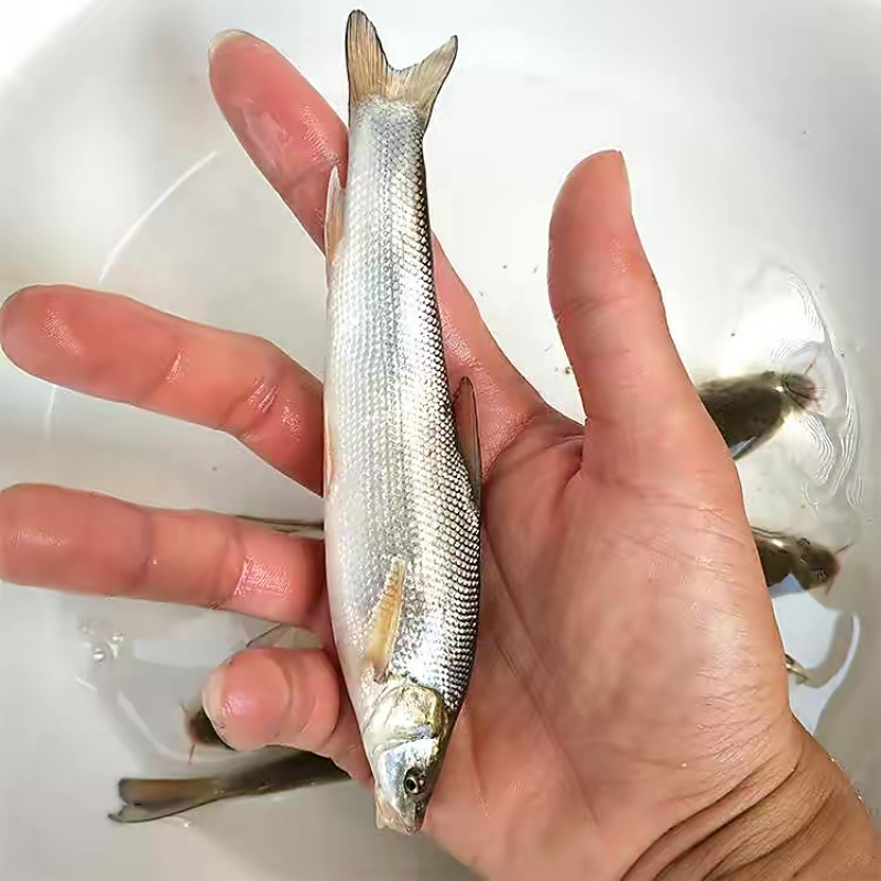 银鳕鱼苗，渔场直发，精选鱼苗，存活率高，运输包活包品种