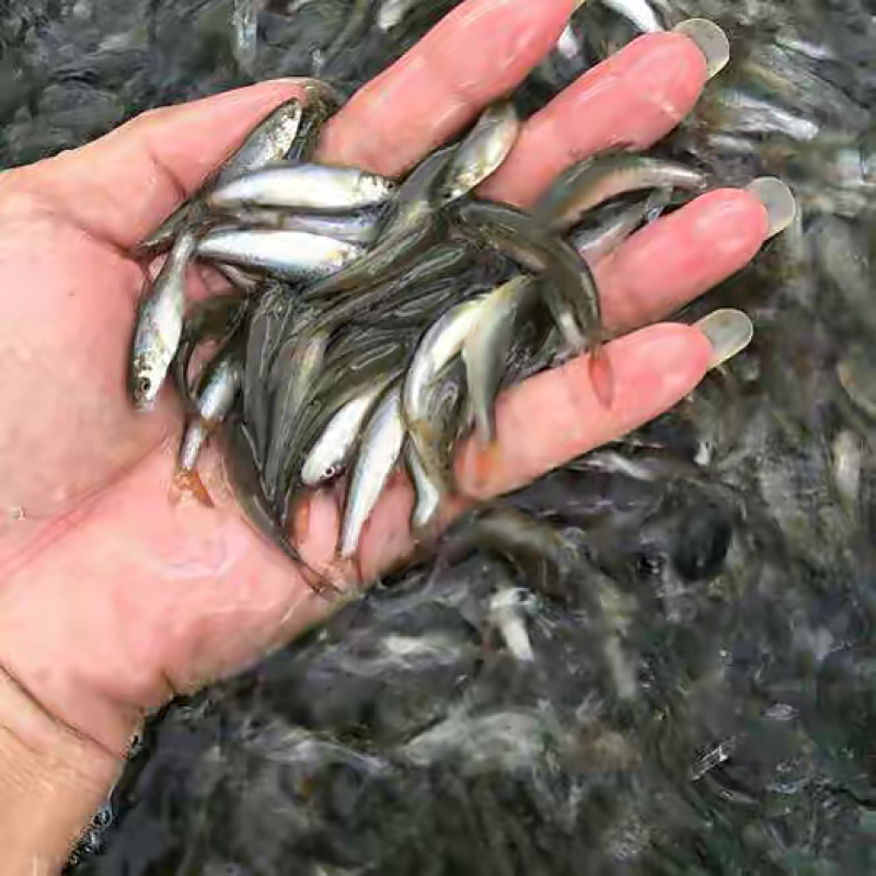 银鳕鱼苗，渔场直发，精选鱼苗，存活率高，运输包活包品种