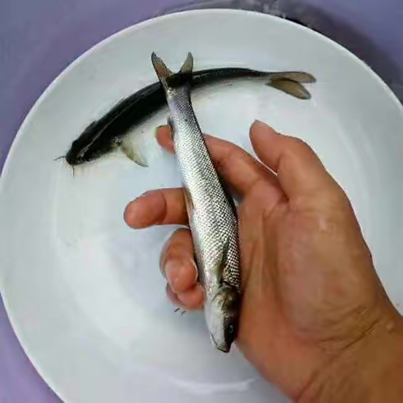 银鳕鱼苗，渔场直发，精选鱼苗，存活率高，运输包活包品种