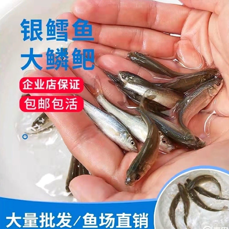 银鳕鱼苗，渔场直发，精选鱼苗，存活率高，运输包活包品种
