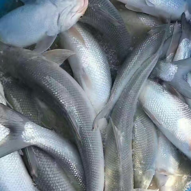 银鳕鱼苗，渔场直发，精选鱼苗，存活率高，运输包活包品种