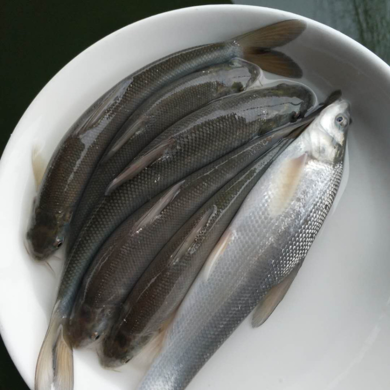 银鳕鱼苗，渔场直发，精选鱼苗，存活率高，运输包活包品种