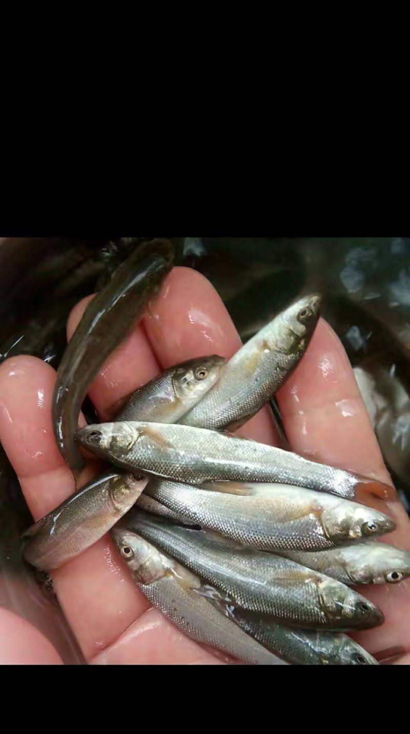 银鳕鱼苗，渔场直发，精选鱼苗，存活率高，运输包活包品种