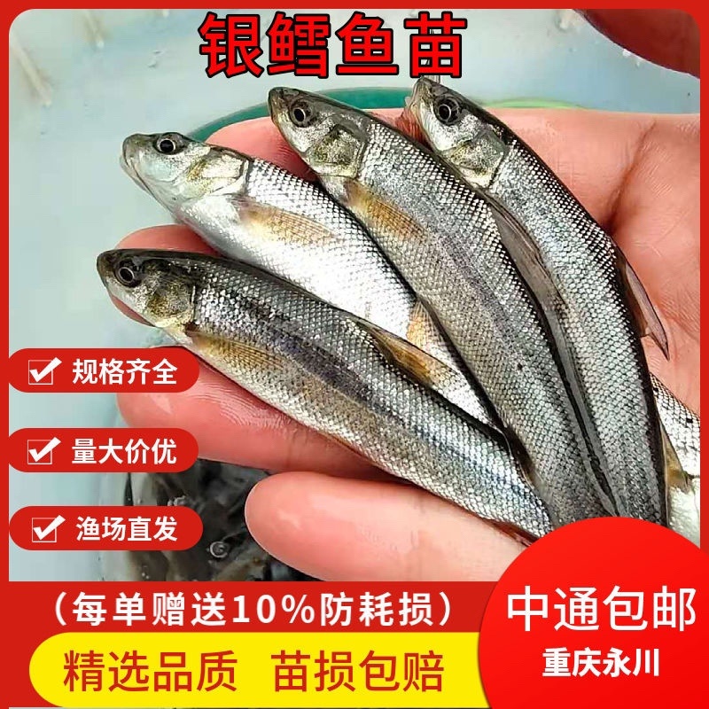 银鳕鱼苗，渔场直发，精选鱼苗，存活率高，运输包活包品种