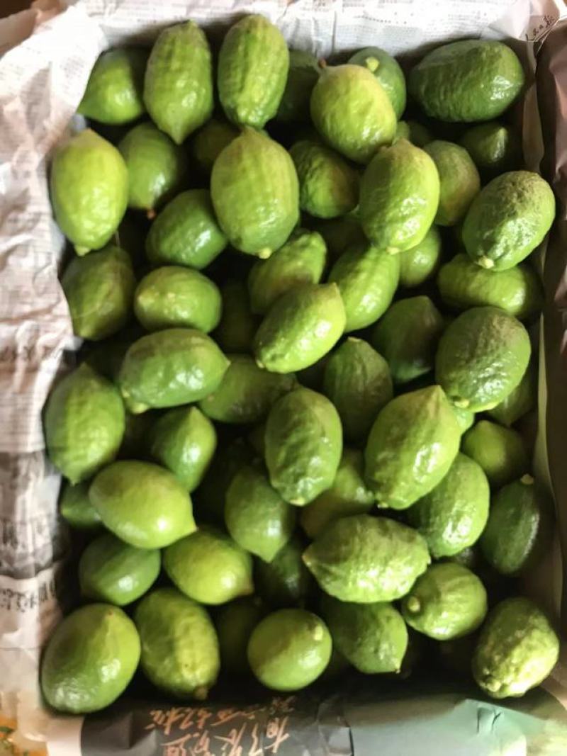 广东香水柠檬高压苗