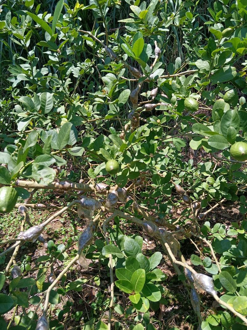广东香水柠檬高压苗