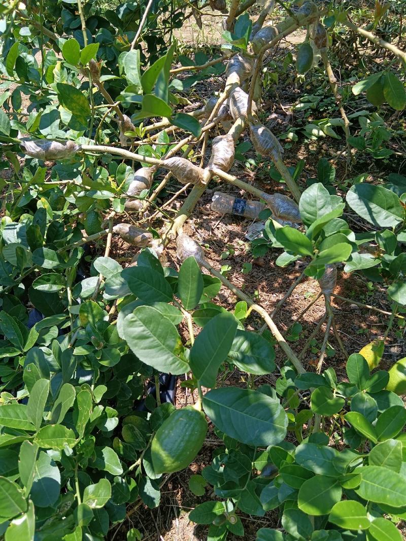 广东香水柠檬高压苗