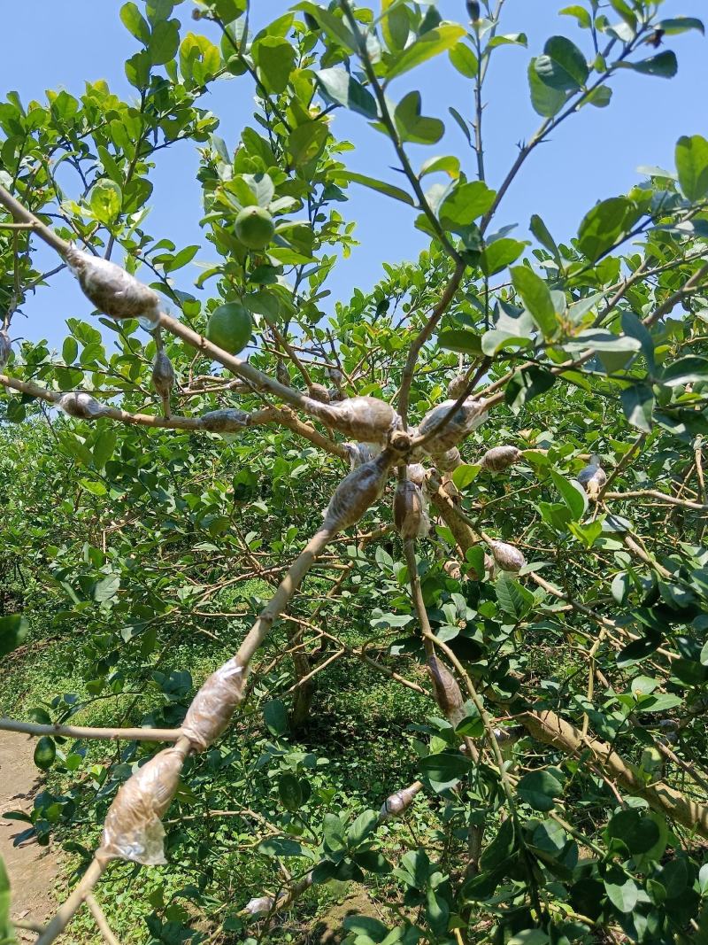 广东香水柠檬高压苗