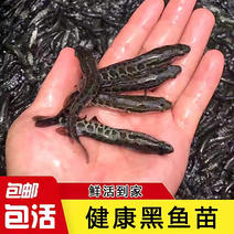 【黑鱼苗】渔场直发，精品黑鱼苗，重庆潼南黑鱼苗鲜活发货
