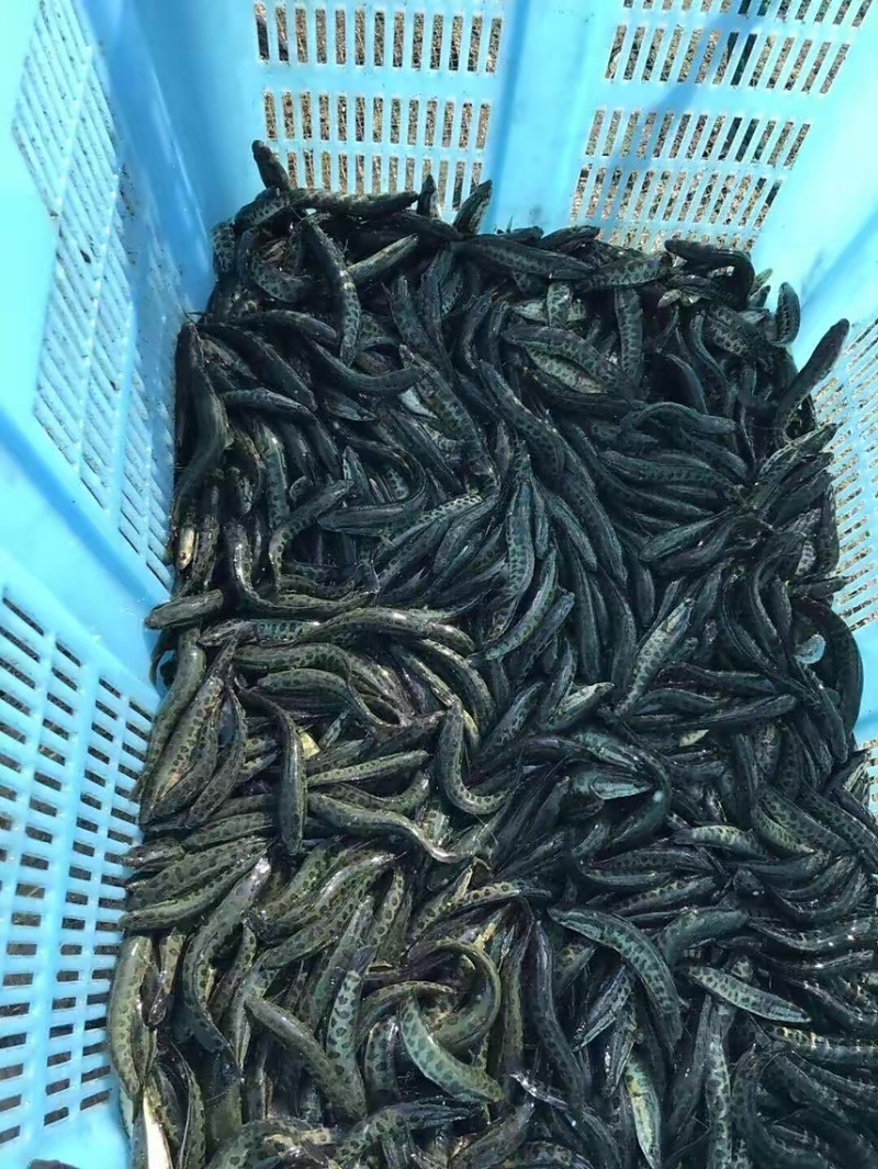【黑鱼苗】渔场直发，精品黑鱼苗，重庆潼南黑鱼苗鲜活发货