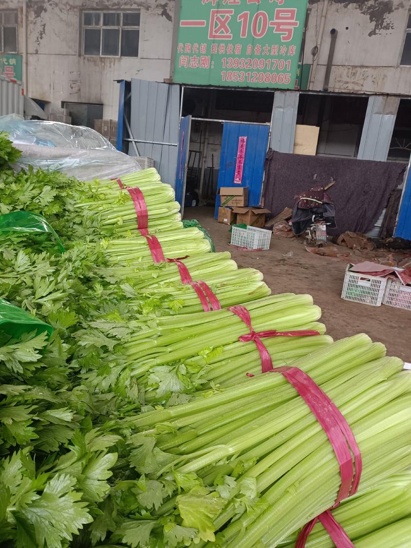邯郸本地蔬菜，加工厂芹菜大量上市走货中，有需要的老板联系