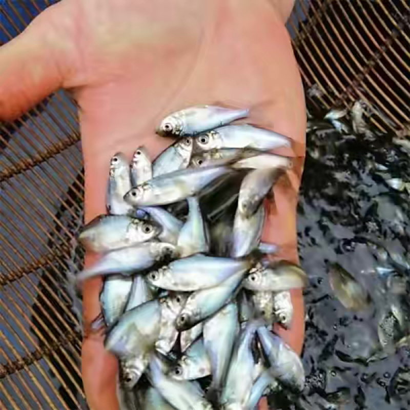 精品鳊鱼苗，重庆潼南鳊鱼苗，成活率高质量保证放心购买