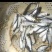 精品鳊鱼苗，重庆潼南鳊鱼苗，成活率高质量保证放心购买