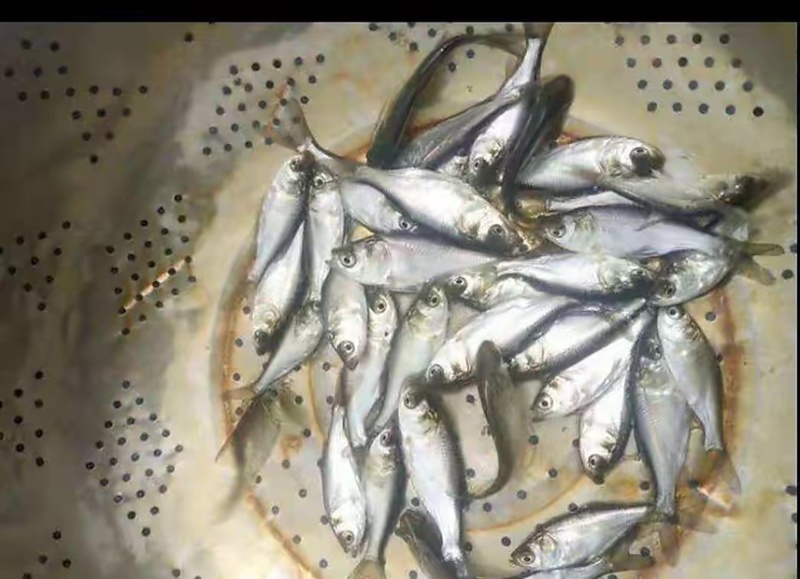 精品鳊鱼苗，重庆潼南鳊鱼苗，成活率高质量保证放心购买