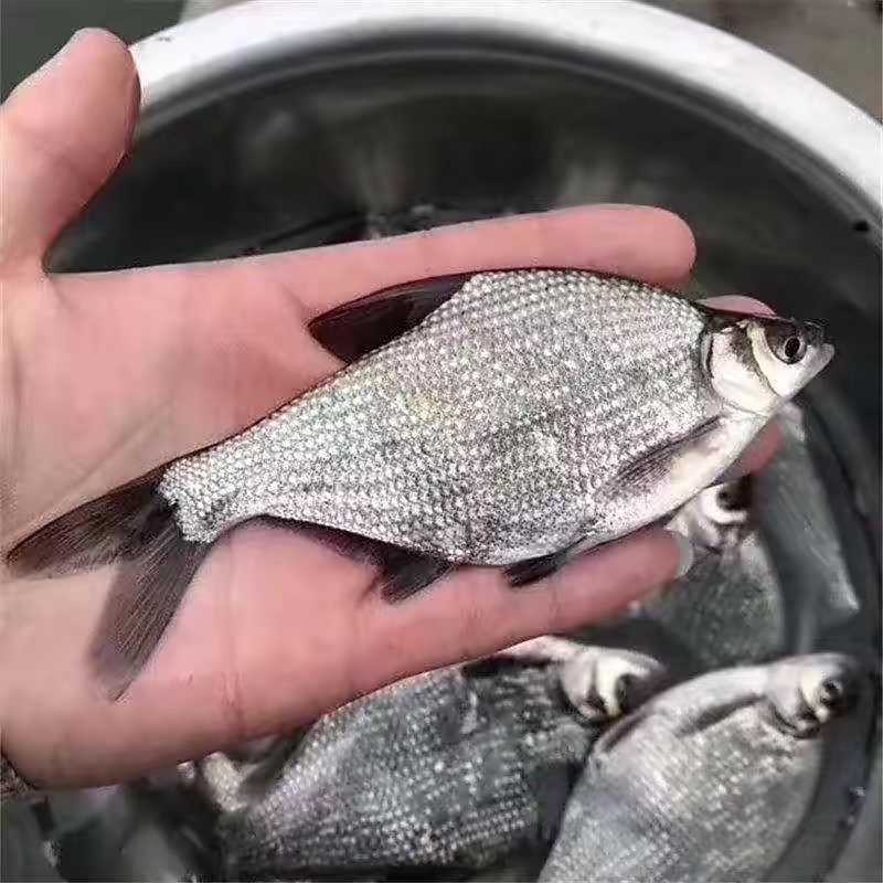精品鳊鱼苗，重庆潼南鳊鱼苗，成活率高质量保证放心购买
