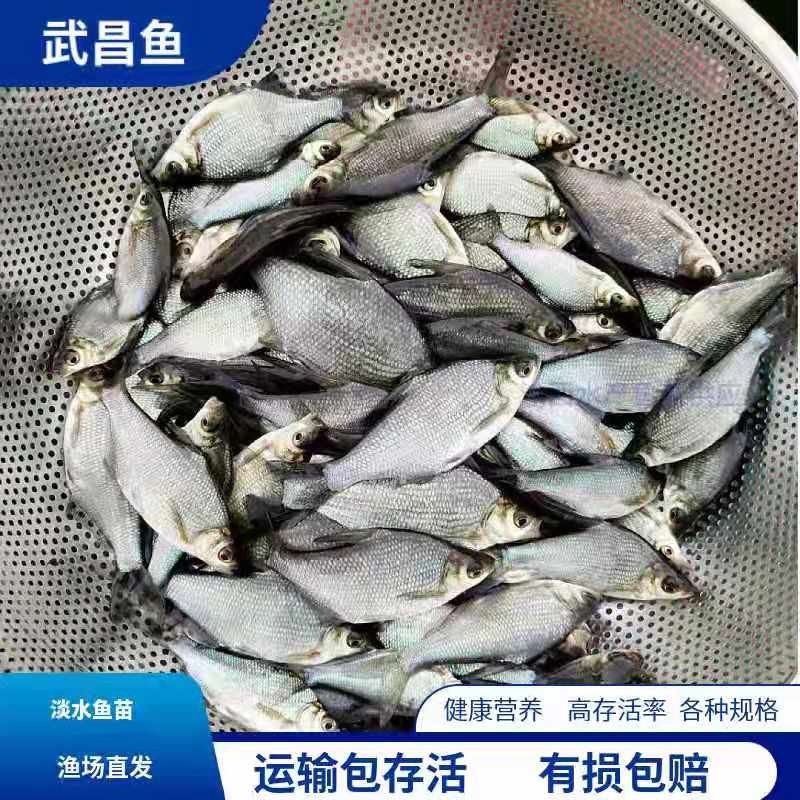 精品鳊鱼苗，重庆潼南鳊鱼苗，成活率高质量保证放心购买
