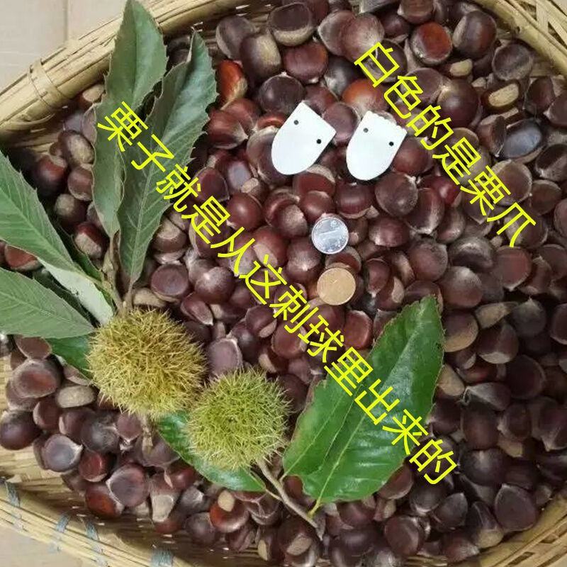 油栗小毛栗子野小板栗生毛栗子野山栗子4斤批发商用包邮