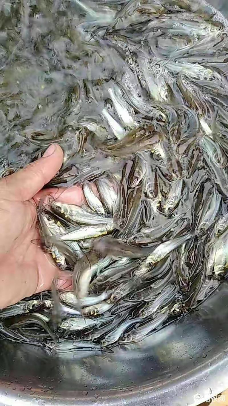 精品叉鮰鱼苗大量上市中，渔场直发，货源稳定一手货源