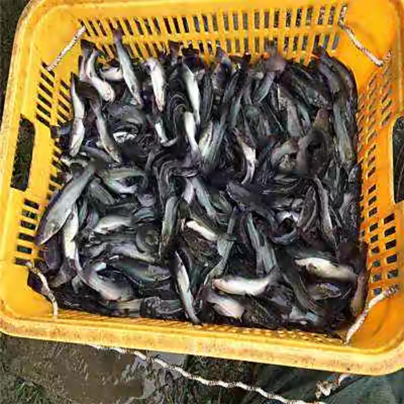 精品叉鮰鱼苗大量上市中，渔场直发，货源稳定一手货源