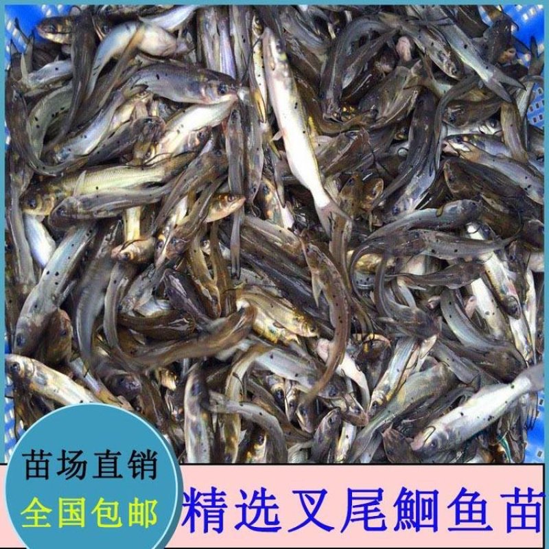 精品叉鮰鱼苗大量上市中，渔场直发，货源稳定一手货源