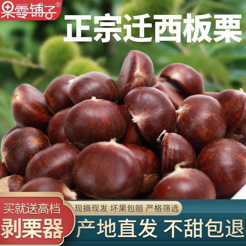 迁西板栗鲜栗子生栗子正宗油栗子新鲜即食新下树特产精选包邮