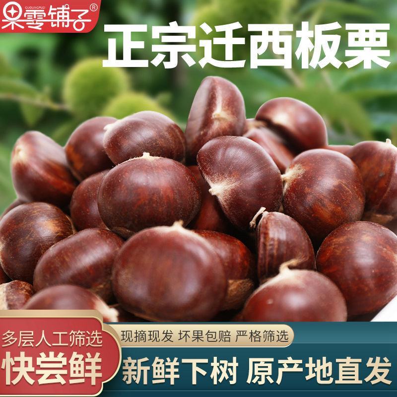 迁西板栗鲜栗子生栗子正宗油栗子新鲜即食新下树特产精选包邮