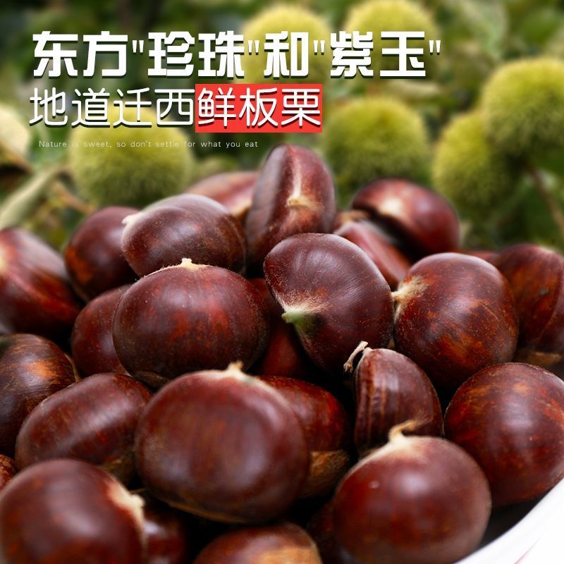 迁西板栗鲜栗子生栗子正宗油栗子新鲜即食新下树特产精选包邮