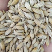 大麦优质大麦大量上市，物美价廉，产地直发。