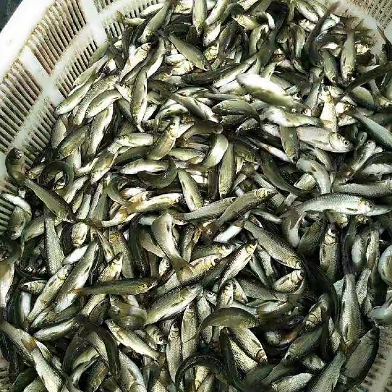 【实力】青鱼苗，潼南区青鱼苗批发，适合水库，钓鱼场养殖