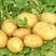 云南土豆洋芋希森土豆红心土豆大量上市，物美价廉，产地直发