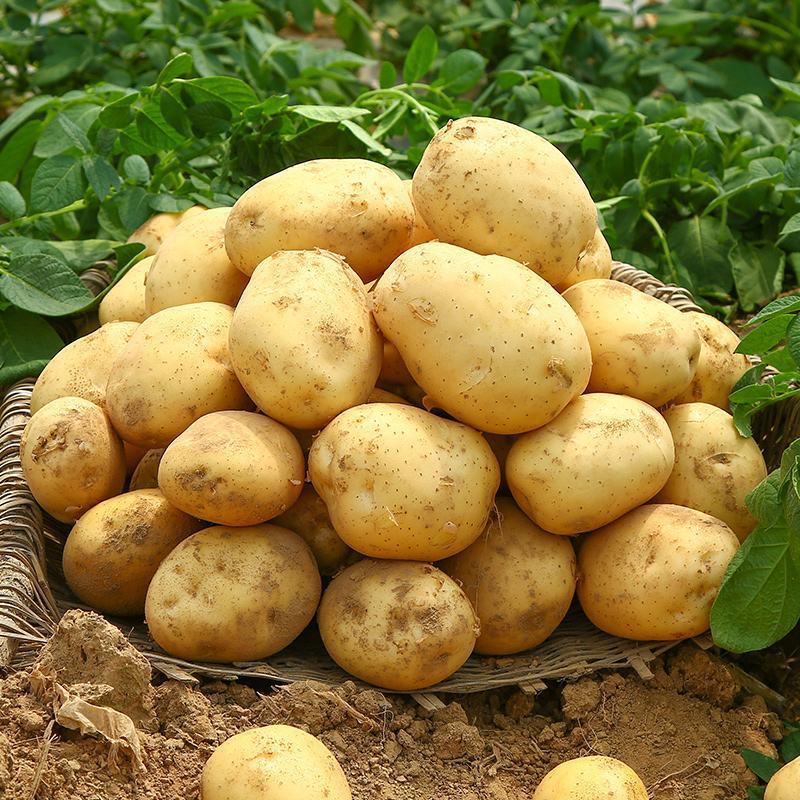 云南土豆洋芋希森土豆红心土豆大量上市，物美价廉，产地直发