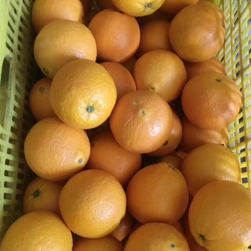 湖北秭归夏橙橙子汁水丰富大量上市产地直发果大皮细口感纯甜