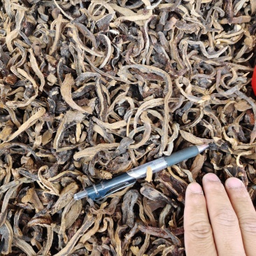骨碎补抛光，干净，精选广西高含量骨碎补