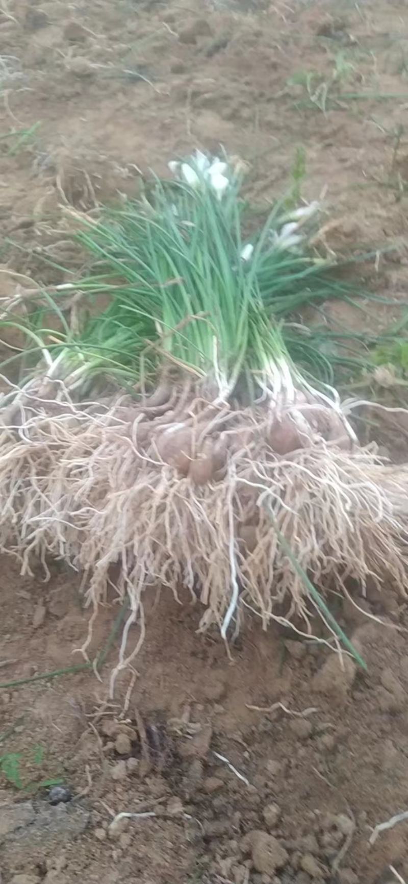 特价葱兰