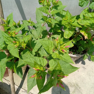 新鲜入地老鼠鲜货，紫茉莉鼠，钻地老鼠汤料长期供应