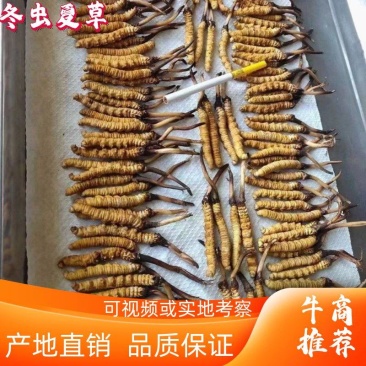 冬虫夏草产地直发规格齐全欢迎选购野生。