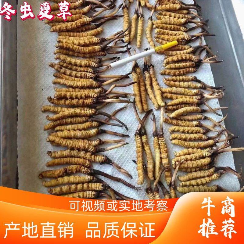 冬虫夏草产地直发规格齐全欢迎选购野生。