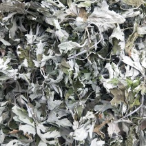 头茬大艾叶