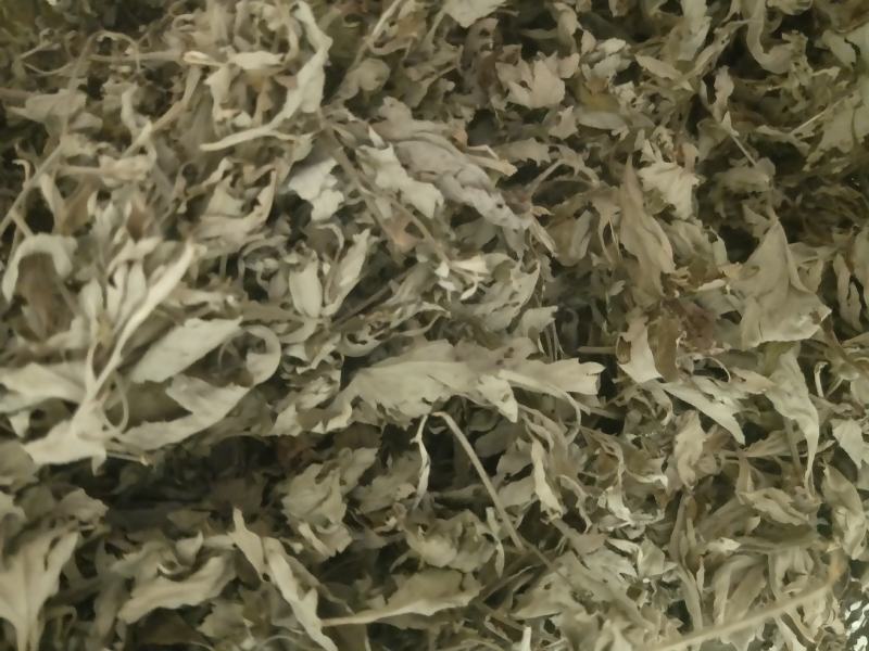 头茬大艾叶