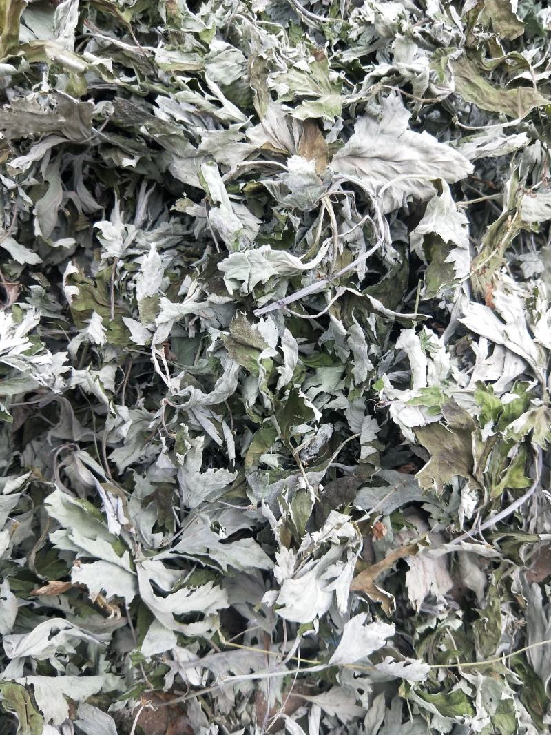 头茬大艾叶