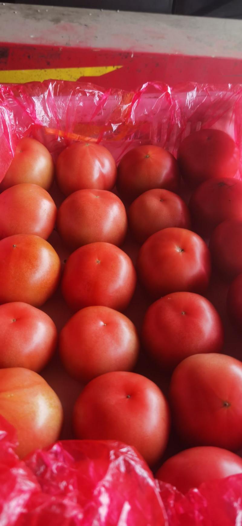 山东诸城粉柿子大量上市中全国代理发货量大从优
