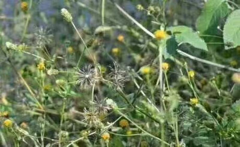 鬼针草金盏银盘