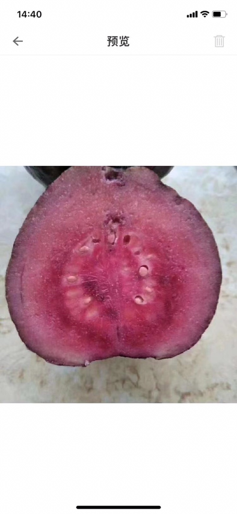 紫乐吧番石榴苗正品嫁接苗，欢迎大家来咨询