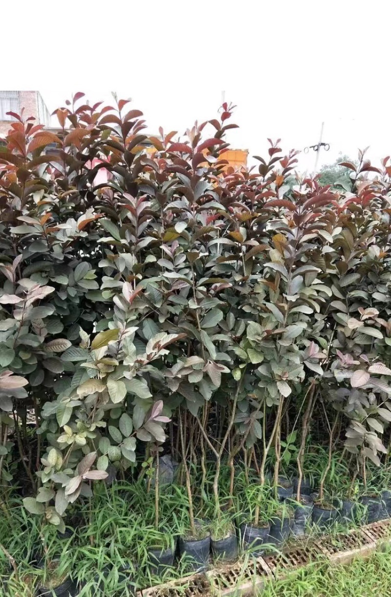 紫乐吧番石榴苗正品嫁接苗，欢迎大家来咨询