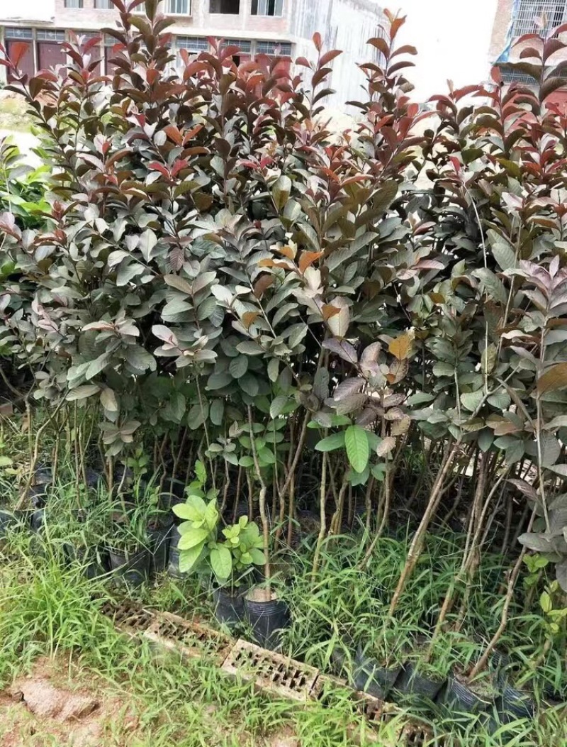紫乐吧番石榴苗正品嫁接苗，欢迎大家来咨询